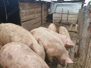 purceii din rasa marele alb și landras  - imagine 2