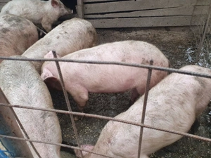 purceii din rasa marele alb și landras  - imagine 3