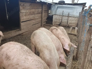 purceii din rasa marele alb și landras  - imagine 4