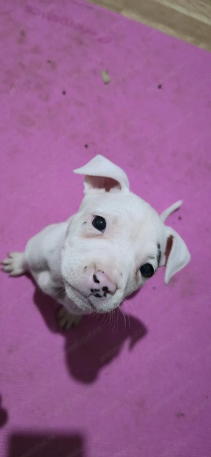 American Staffordshire Amstaff