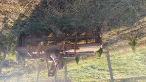 Vând freza  pentru pământ 