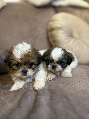 Vand catelusi Shih Tzu - imagine 4