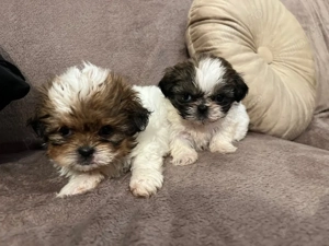 Vand catelusi Shih Tzu - imagine 2