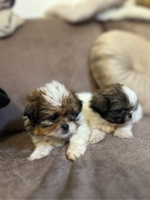 Vand catelusi Shih Tzu - imagine 3