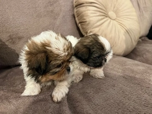 Vand catelusi Shih Tzu