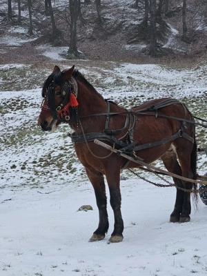 Armasar perfect pentru toate muncile 