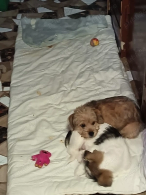 Donez cățelușa - imagine 4