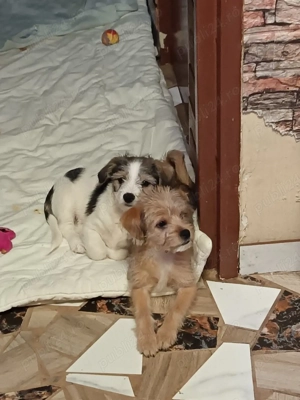 Donez cățelușa - imagine 5