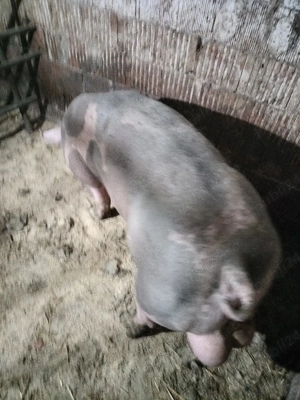 purcei pietrain belgian  - imagine 5