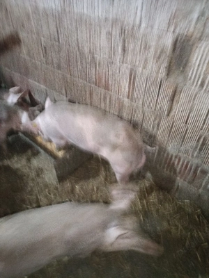 purcei pietrain belgian  - imagine 3