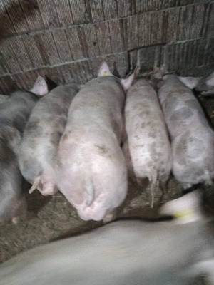 purcei pietrain belgian  - imagine 2