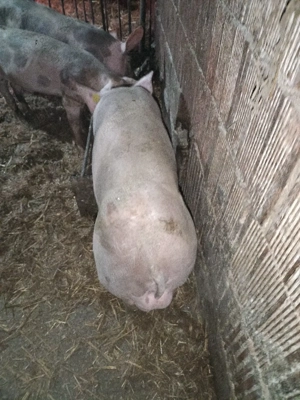 purcei pietrain belgian  - imagine 4