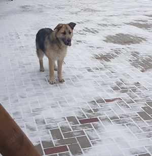 Donez cățelușa rasa ciobănesc german  - imagine 2