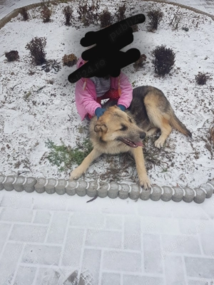 Donez cățelușa rasa ciobănesc german  - imagine 3