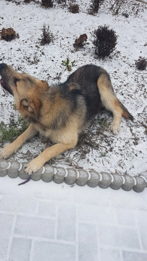 Donez cățelușa rasa ciobănesc german 