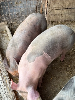 Vand purcei de CARNE!!! cine stie, cunoaste! - imagine 3