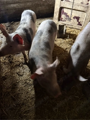 Vand purcei de CARNE!!! cine stie, cunoaste! - imagine 2
