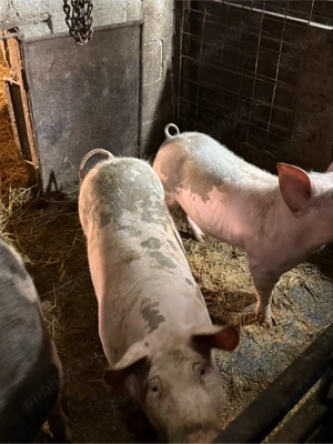 Vand purcei de CARNE!!! cine stie, cunoaste!