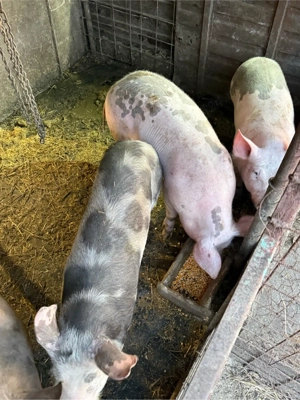 Vand purcei de CARNE!!! cine stie, cunoaste! - imagine 5