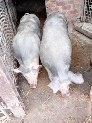 purcei de vanzare - imagine 2