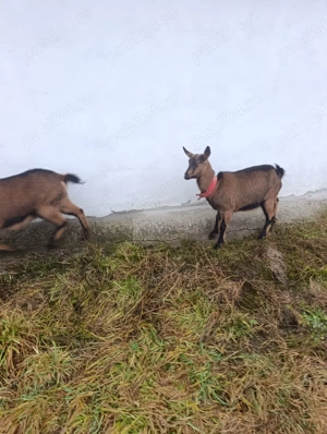 Capră alpin Francez  - imagine 3