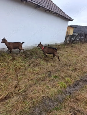 Capră alpin Francez  - imagine 4