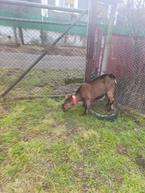 Capră alpin Francez  - imagine 5