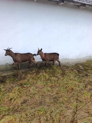 Capră alpin Francez  - imagine 2