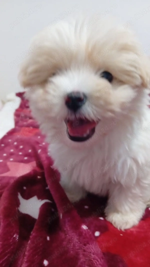 Bichon de vanzare  - imagine 4