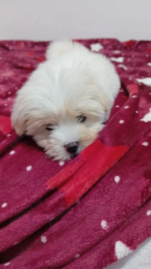 Bichon de vanzare  - imagine 3