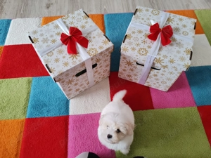 Bichon de vanzare  - imagine 2