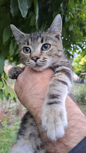 3 pui pisoi, 6 luni - imagine 3