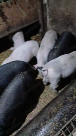 Purcei de vânzare!! - imagine 4