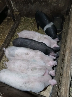 Purcei de vânzare!!