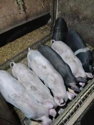 Purcei de vânzare!! - imagine 3