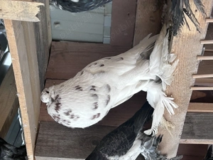 Gusati de pomerania - imagine 3