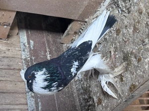 Gusati de pomerania - imagine 2