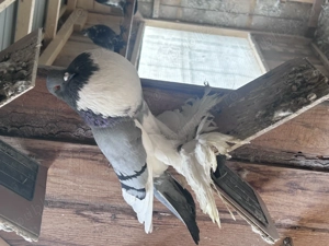 Gusati de vânzare  - imagine 2