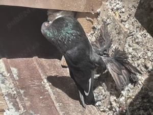 Gusati de vânzare  - imagine 4