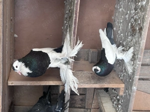 Gusati de vânzare  - imagine 5