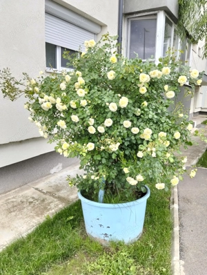 Magnolia și trandafiri la ghiveci  uriaș 