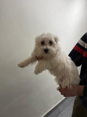 De vinzare bison maltez fetita 