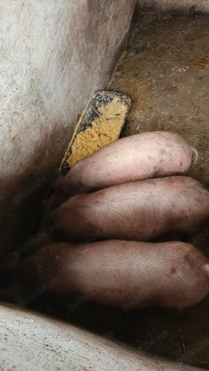 de vânzare  - imagine 2