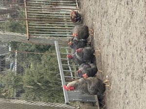 Vând găini  - imagine 2