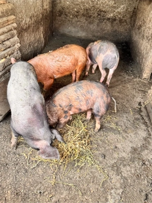 vand purcei 60 kg - imagine 3