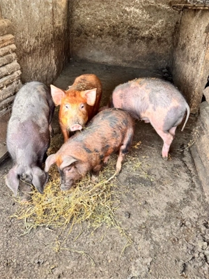 vand purcei 60 kg - imagine 5