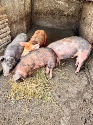 vand purcei 60 kg - imagine 4