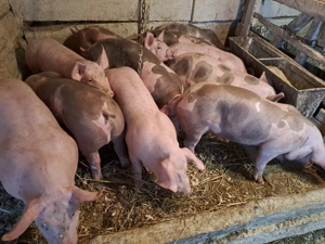 Vănd grasuni rasă de carne - imagine 5