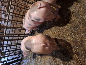 Vănd grasuni rasă de carne - imagine 4