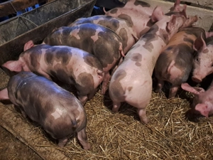 Vănd grasuni rasă de carne - imagine 2